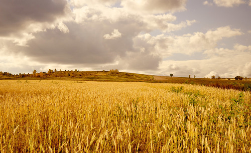 Campi di grano