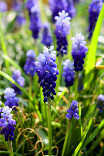 Flor azul de cerca