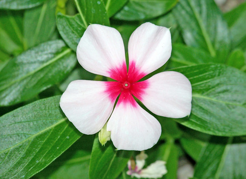 Large white flower close up