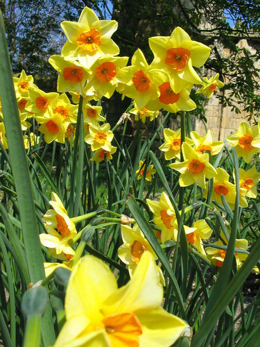 Daffodils in sunny park