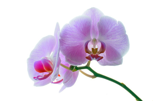 Violett orkidé blomma