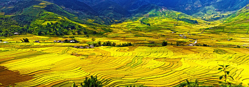 Campos de arroz amarillo