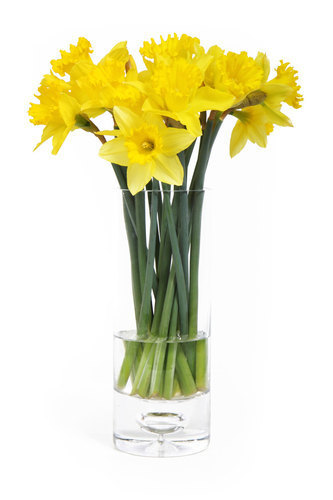 Narcisy v váza