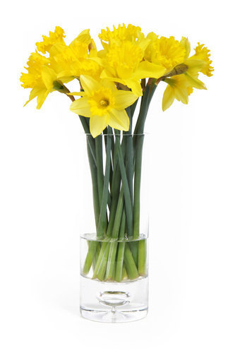 Narcisos em vaso