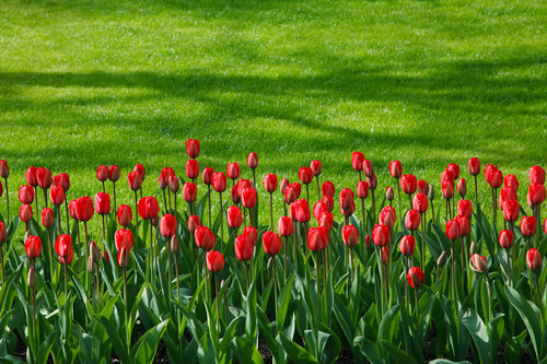 Fila de tulipanes rojos