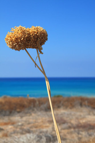 Dried flowers outdoors
