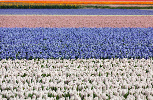 Field of hyacinths