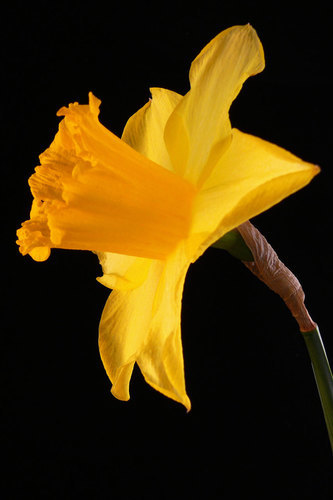 Singolo daffodil isolato