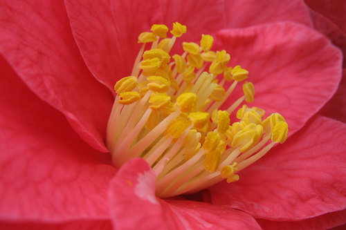 Camellia blomma