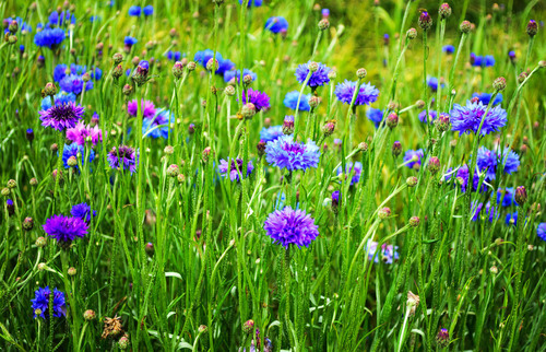 Cornflowers on spring meadow