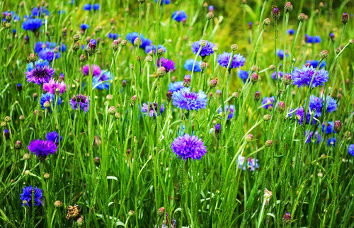 Acianos en Prado de primavera