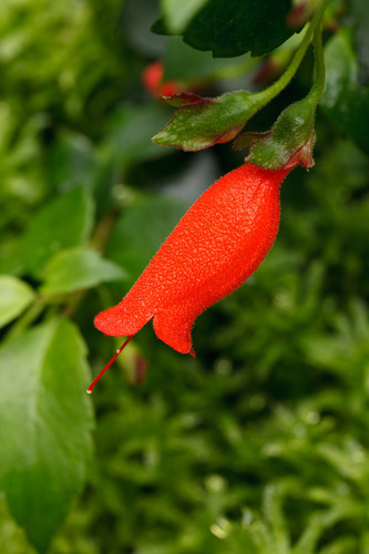 Fleur rouge de macro
