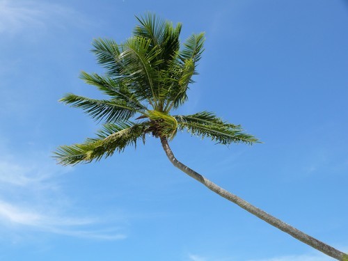 Árbol de coco