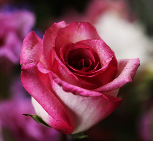 Single rose macro photo