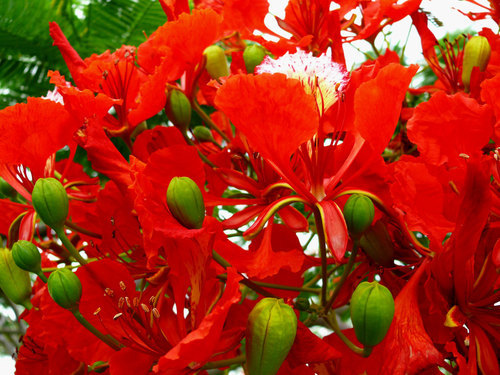Rojo flores exóticas | Fondos gratis