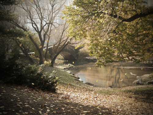 Natuurlijke landschap in Central Park