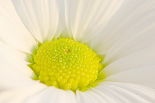 Imagem de macro de uma flor