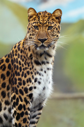 Lovley leopard porträtt