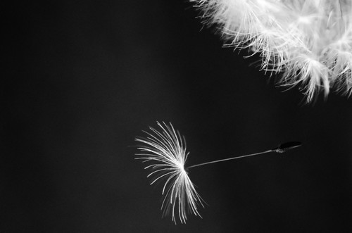 Dandelion seed on black background