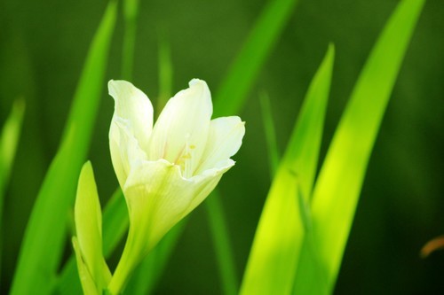 Green background with white flower in focus