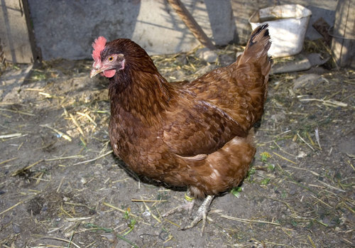 Pollo en el gallinero