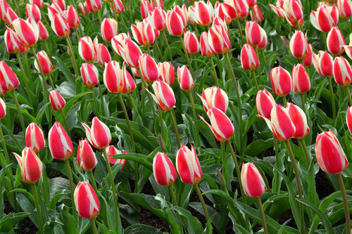 Kvetoucí tulipány v poli