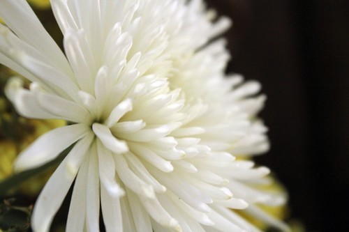 Квітка жоржин білий