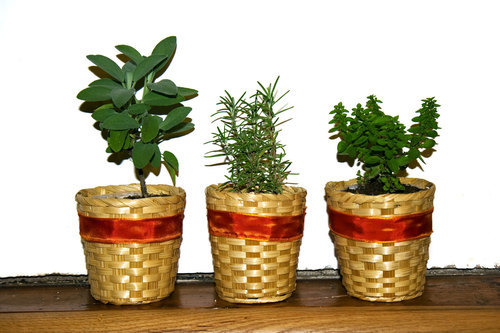 Herb pots on wood