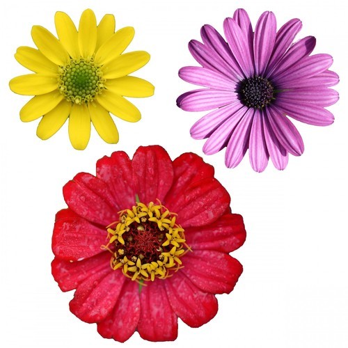 Isolated flowers clipart