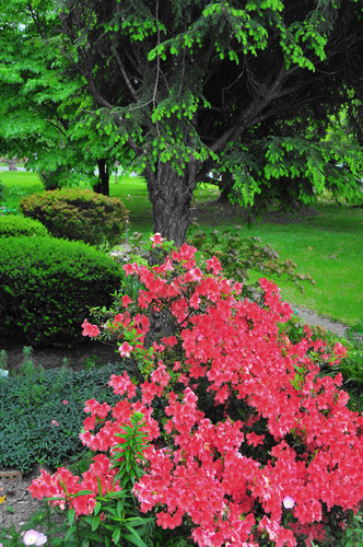 Arbustos de azaleas en flor