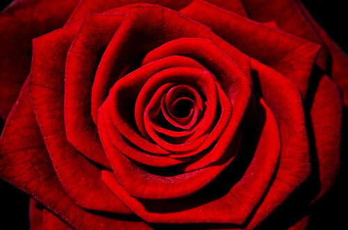 Blooming red rose close up