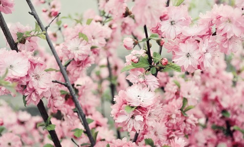 Arbre cerisier en fleurs