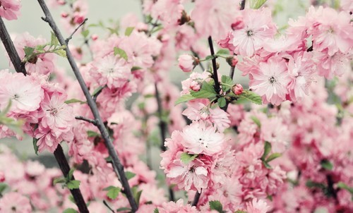 Blooming cherry tree