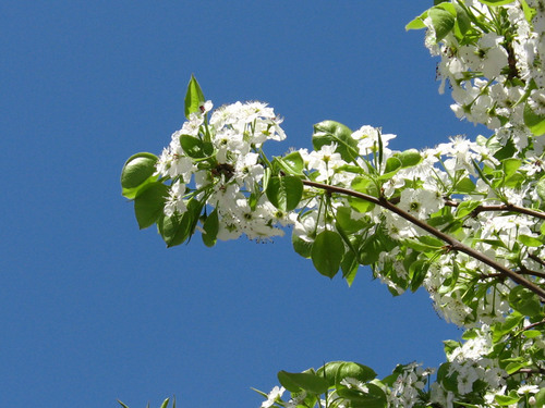 Дерево, квітуче у весняних