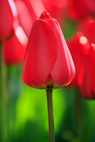 Single tulip starting to bloom