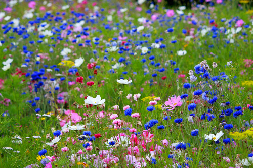 Färgglada blommor