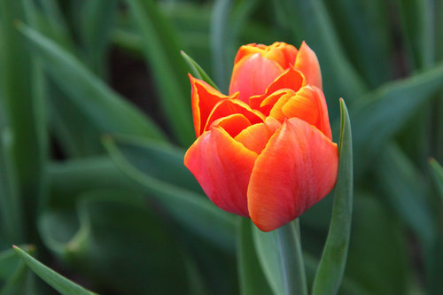 Singur tulip portocaliu
