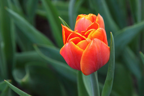 Única tulipa laranja