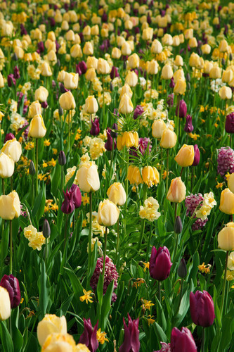 Fondo de campo de tulipán