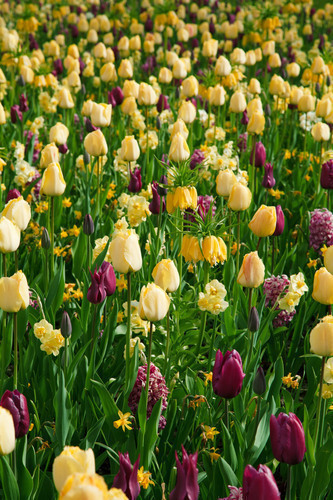 Fond de champ de tulipes