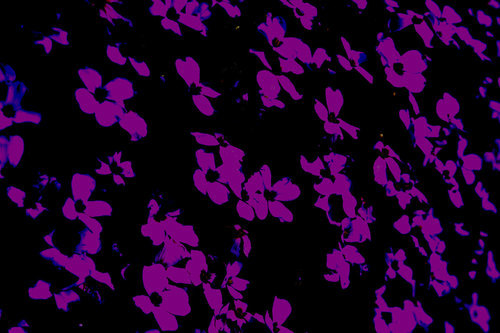 Floral pattern seamless