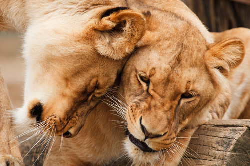 Two cuddling lions