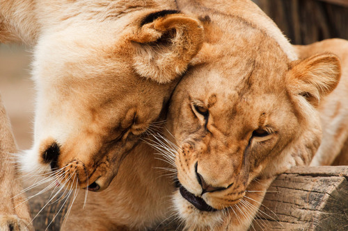 Dos leones de caricias