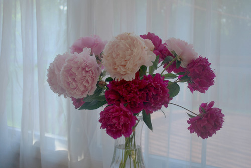 Flores en florero en el interior