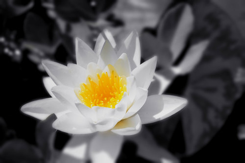 Bílý květ makro fotografie