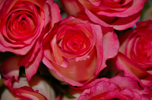 Рожеві троянди