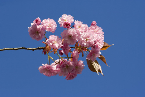 Tree blossom close up