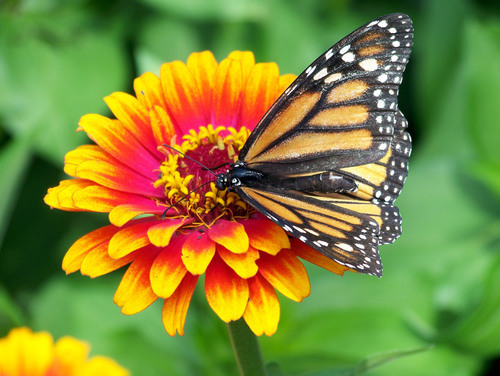 Monarch butterfly on de bloem