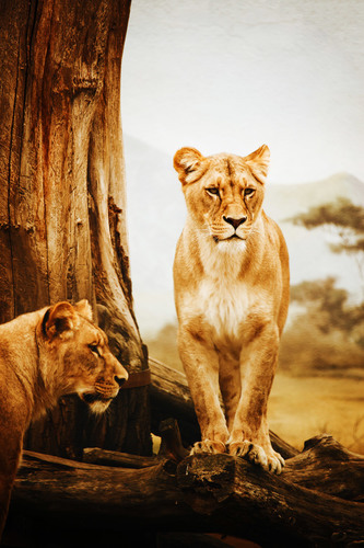 Kvinnliga lejon i Afrika