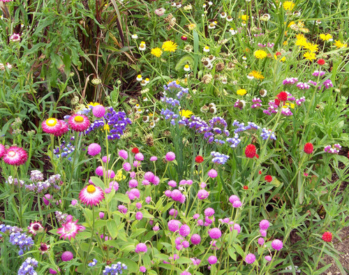 Flores silvestres na natureza